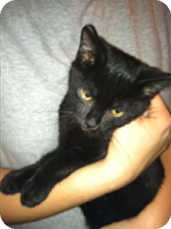 Domestic Shorthair Kitten for Sale in South Chesterfield, Virginia - Coal Domestic Shorthair Kitten for Sale in South Chesterfield, Virginia - Coal