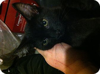 Domestic Shorthair Kitten for Sale in Pittstown, New Jersey - Larry Domestic Shorthair Kitten for Sale in Pittstown, New Jersey - Larry