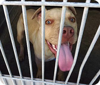 American Pit Bull Terrier Mix Puppy for Sale in San Diego, California - Oscar URGENT American Pit Bull Terrier Mix Puppy for Sale in San Diego, California - Oscar URGENT
