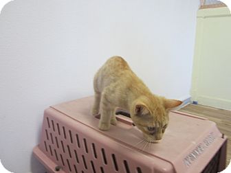 Domestic Shorthair Kitten for Sale in Bunnell, Florida - Spice Domestic Shorthair Kitten for Sale in Bunnell, Florida - Spice