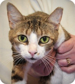 American Shorthair Cat for Sale in Horsham, Pennsylvania - Reeta American Shorthair Cat for Sale in Horsham, Pennsylvania - Reeta