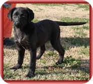 Labrador Retriever/Border Collie Mix Puppy for Sale in Plainfield, Connecticut - Spice Girl In New England Labrador Retriever/Border Collie Mix Puppy for Sale in Plainfield, Connecticut - Spice Girl In New England
