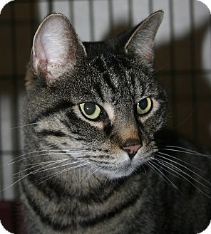 Domestic Shorthair Cat for Sale in Plainville, Massachusetts - Ted Domestic Shorthair Cat for Sale in Plainville, Massachusetts - Ted