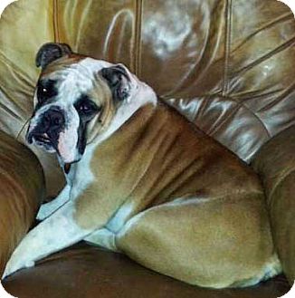 English Bulldog Dog for Sale in Cibolo, Texas - Baxter English Bulldog Dog for Sale in Cibolo, Texas - Baxter