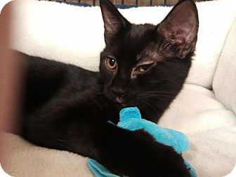 Domestic Shorthair Cat for Sale in Little Falls, New Jersey - Emi (KL) Domestic Shorthair Cat for Sale in Little Falls, New Jersey - Emi (KL)