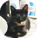 Domestic Shorthair Kitten for Sale in Vancouver, British Columbia - Pippa-Squeak AKA Panayiota Domestic Shorthair Kitten for Sale in Vancouver, British Columbia - Pippa-Squeak AKA Panayiota