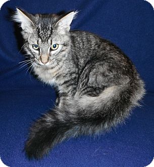 Domestic Mediumhair Kitten for Sale in Jackson, Michigan - Rex Domestic Mediumhair Kitten for Sale in Jackson, Michigan - Rex