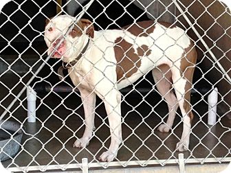 Pit Bull Terrier/Pit Bull Terrier Mix Dog for Sale in San Diego, California - Piper URGENT Pit Bull Terrier/Pit Bull Terrier Mix Dog for Sale in San Diego, California - Piper URGENT