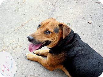 Basset Hound/Corgi Mix Dog for Sale in Ormond Beach, Florida - Barney Basset Hound/Corgi Mix Dog for Sale in Ormond Beach, Florida - Barney