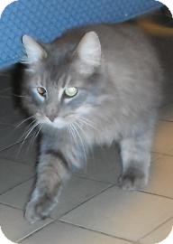 Domestic Longhair Cat for Sale in Jackson, Michigan - Web Domestic Longhair Cat for Sale in Jackson, Michigan - Web