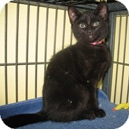 Domestic Shorthair Kitten for Sale in Shelton, Washington - Carrie Domestic Shorthair Kitten for Sale in Shelton, Washington - Carrie