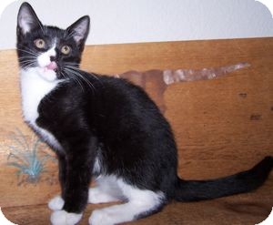 Domestic Shorthair Cat for Sale in Colorado Springs, Colorado - K-Lulu1-Banjo Domestic Shorthair Cat for Sale in Colorado Springs, Colorado - K-Lulu1-Banjo