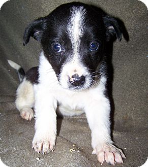 Australian Cattle Dog/Border Collie Mix Puppy for Sale in Niagra Falls, New York - Denise $75.00 OFF ADOPTION Australian Cattle Dog/Border Collie Mix Puppy for Sale in Niagra Falls, New York - Denise $75.00 OFF ADOPTION