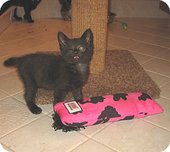 Domestic Shorthair Kitten for Sale in Hamilton, New Jersey - BITSY Domestic Shorthair Kitten for Sale in Hamilton, New Jersey - BITSY