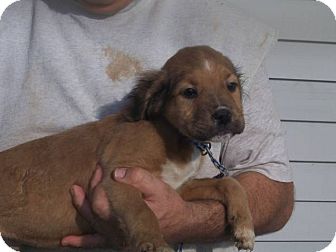 Spaniel (Unknown Type)/Golden Retriever Mix Puppy for Sale in Germantown, Maryland - Wuzzy Spaniel (Unknown Type)/Golden Retriever Mix Puppy for Sale in Germantown, Maryland - Wuzzy