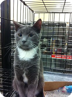 Domestic Shorthair Kitten for Sale in Pittstown, New Jersey - Cisco Domestic Shorthair Kitten for Sale in Pittstown, New Jersey - Cisco