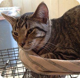 Domestic Shorthair Cat for Sale in Troy, Ohio - Sam Domestic Shorthair Cat for Sale in Troy, Ohio - Sam
