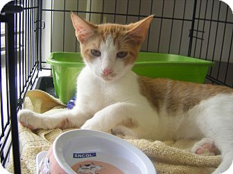 Domestic Shorthair Kitten for Sale in Bentonville, Arkansas - Gaga Dude Domestic Shorthair Kitten for Sale in Bentonville, Arkansas - Gaga Dude