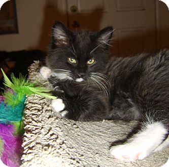 Domestic Longhair Kitten for Sale in Beverly Hills, California - Frodo Domestic Longhair Kitten for Sale in Beverly Hills, California - Frodo