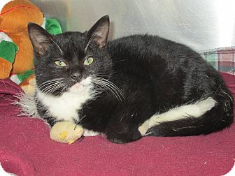 Domestic Shorthair Kitten for Sale in Forked River, New Jersey - Uggs Domestic Shorthair Kitten for Sale in Forked River, New Jersey - Uggs