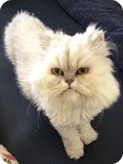 Persian Cat for Sale in Beverly Hills, California - LaBelle Persian Cat for Sale in Beverly Hills, California - LaBelle