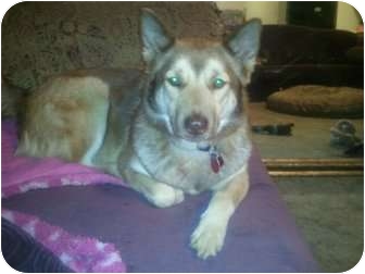Husky/German Shepherd Dog Mix Dog for Sale in nashville, Tennessee - Fiona Husky/German Shepherd Dog Mix Dog for Sale in nashville, Tennessee - Fiona