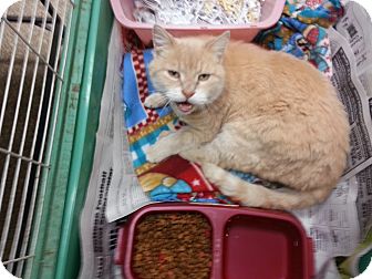 Domestic Mediumhair Cat for Sale in Walnut, Iowa - Thomas Domestic Mediumhair Cat for Sale in Walnut, Iowa - Thomas
