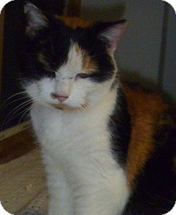 Domestic Shorthair Cat for Sale in Hamburg, New York - Kris Domestic Shorthair Cat for Sale in Hamburg, New York - Kris
