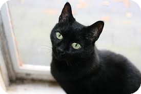 Domestic Shorthair Cat for Sale in Lancaster, Massachusetts - Star Domestic Shorthair Cat for Sale in Lancaster, Massachusetts - Star