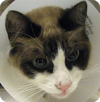 Siamese Cat for Sale in Chula Vista, California - Hana Siamese Cat for Sale in Chula Vista, California - Hana