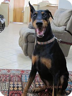 Doberman Pinscher Dog for Sale in El Paso, Texas - BUSTER Doberman Pinscher Dog for Sale in El Paso, Texas - BUSTER