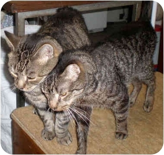 Domestic Shorthair Cat for Sale in Little Falls, New Jersey - Elvis & Sammy(DM) Domestic Shorthair Cat for Sale in Little Falls, New Jersey - Elvis & Sammy(DM)