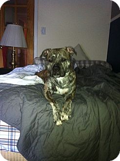 American Staffordshire Terrier/Boxer Mix Dog for Sale in New York, New York - Mika American Staffordshire Terrier/Boxer Mix Dog for Sale in New York, New York - Mika