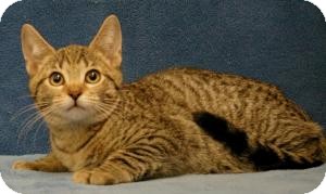 Domestic Shorthair Cat for Sale in Sacramento, California - Milo Domestic Shorthair Cat for Sale in Sacramento, California - Milo