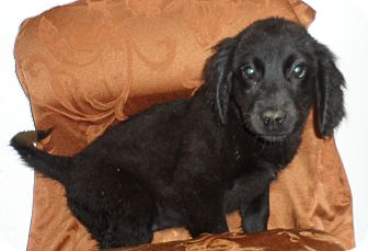 Flat-Coated Retriever/Beagle Mix Puppy for Sale in Seattle, Washington - Mystery Flat-Coated Retriever/Beagle Mix Puppy for Sale in Seattle, Washington - Mystery