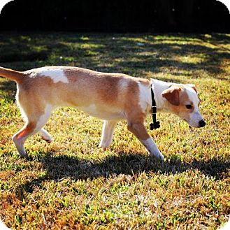 Greyhound/Dachshund Mix Dog for Sale in Houston, Texas - Honey Greyhound/Dachshund Mix Dog for Sale in Houston, Texas - Honey
