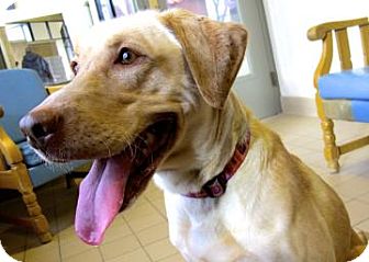 Labrador Retriever Mix Dog for Sale in Jackson, Michigan - Fawn Labrador Retriever Mix Dog for Sale in Jackson, Michigan - Fawn