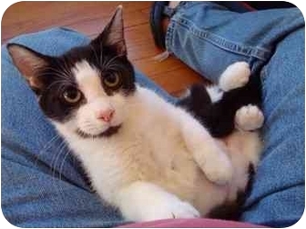 Domestic Shorthair Cat for Sale in Columbus, Georgia - Lucille Domestic Shorthair Cat for Sale in Columbus, Georgia - Lucille