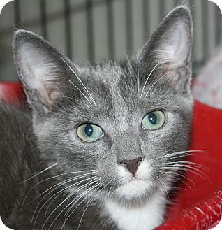 Domestic Shorthair Kitten for Sale in Plainville, Massachusetts - Thorn Domestic Shorthair Kitten for Sale in Plainville, Massachusetts - Thorn