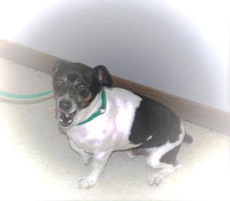 Jack Russell Terrier Mix Dog for Sale in Austin, Texas - Fredrick Jack Russell Terrier Mix Dog for Sale in Austin, Texas - Fredrick