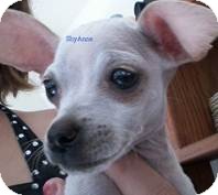 Chihuahua Mix Dog for Sale in San Diego, California - Baby Chihuahua Mix Dog for Sale in San Diego, California - Baby
