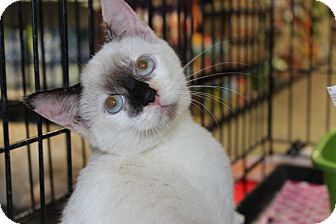 Snowshoe Kitten for Sale in santa monica, California - Willow Snowshoe Kitten for Sale in santa monica, California - Willow