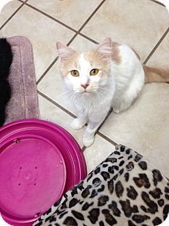 Domestic Longhair Cat for Sale in Chippewa Falls, Wisconsin - Charlie Domestic Longhair Cat for Sale in Chippewa Falls, Wisconsin - Charlie