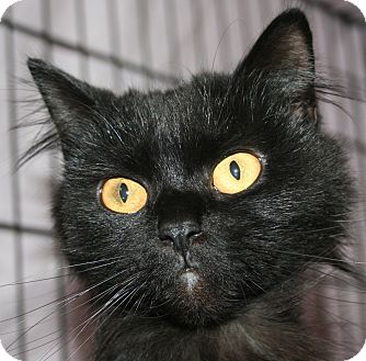 Domestic Longhair Cat for Sale in Plainville, Massachusetts - Friday Domestic Longhair Cat for Sale in Plainville, Massachusetts - Friday