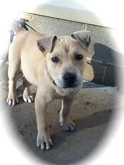 Labrador Retriever Mix Puppy for Sale in Newtown, Connecticut - Stumpy Labrador Retriever Mix Puppy for Sale in Newtown, Connecticut - Stumpy
