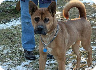 Shiba Inu/Akita Mix Dog for Sale in Tinton Falls, New Jersey - Willy Shiba Inu/Akita Mix Dog for Sale in Tinton Falls, New Jersey - Willy