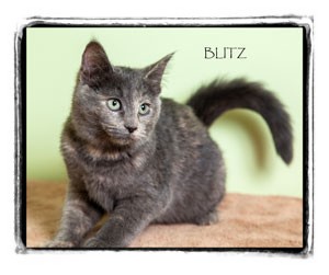 Domestic Shorthair Kitten for Sale in Warren, Pennsylvania - Blitz Domestic Shorthair Kitten for Sale in Warren, Pennsylvania - Blitz
