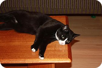 Domestic Shorthair Cat for Sale in Little Falls, New Jersey - Simon (LE) Domestic Shorthair Cat for Sale in Little Falls, New Jersey - Simon (LE)