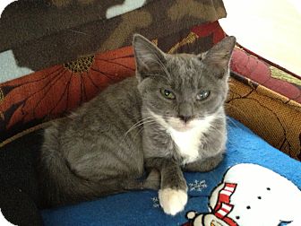 Domestic Mediumhair Kitten for Sale in East Hanover, New Jersey - Hailey Domestic Mediumhair Kitten for Sale in East Hanover, New Jersey - Hailey