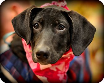 Treeing Walker Coonhound/Labrador Retriever Mix Puppy for Sale in Sparta, New Jersey - Caramel Treeing Walker Coonhound/Labrador Retriever Mix Puppy for Sale in Sparta, New Jersey - Caramel